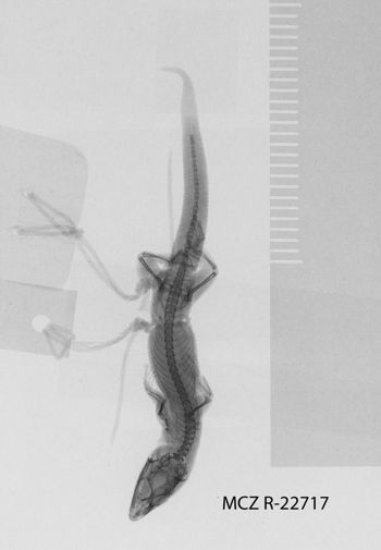 Media type: image;   Herpetology R-22717